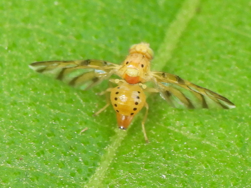 Tomoplagia obliqua photo 5