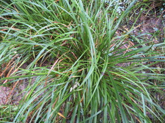 Carex lambertiana
