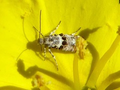 Lithariapteryx abroniaeella