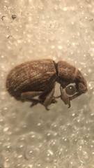 Romualdius scaber