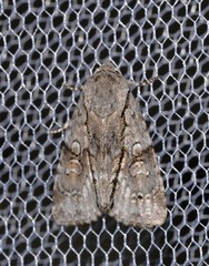 Turnerinycta phaeocosma