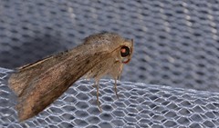 Ericeia sobria