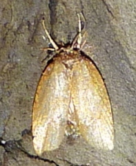 Sparganothis distincta