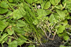 Crassula decumbens