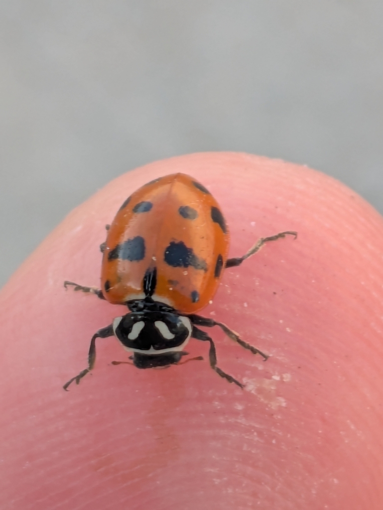 Scarce Convergent Ladybeetle
