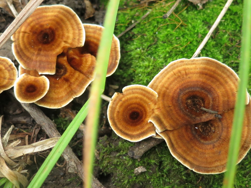 Coltricia perennis · September 2019 · photo: © repta (iNaturalist, cc-by)