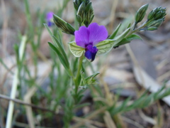 Polygala uncinata