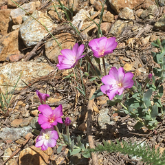 Epilobium siskiyouense