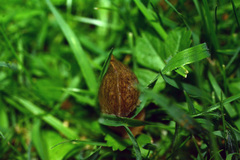 Tandonia sowerbyi