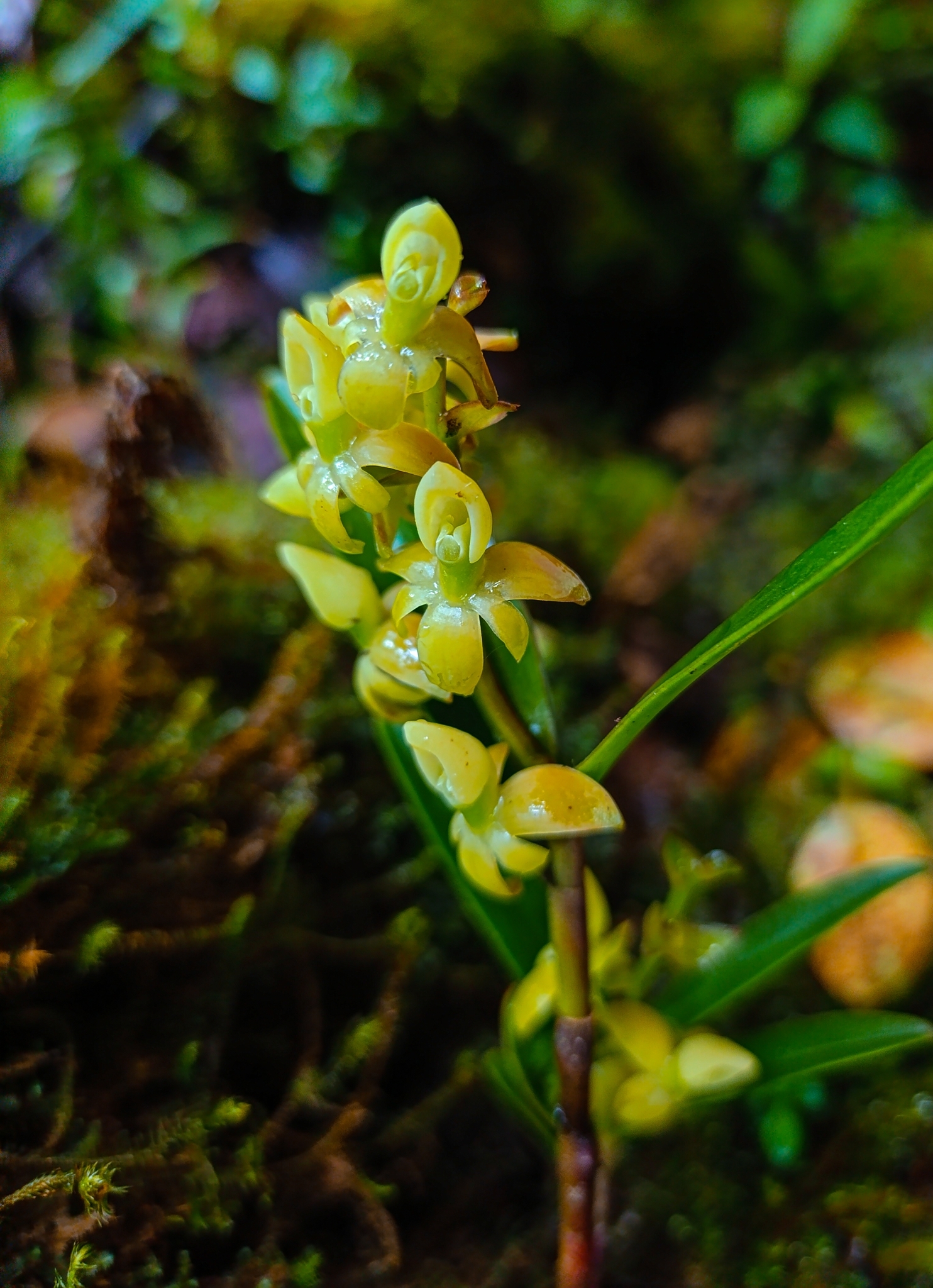 Epidendrum stenobractistachyum Hágsater & E.Santiago