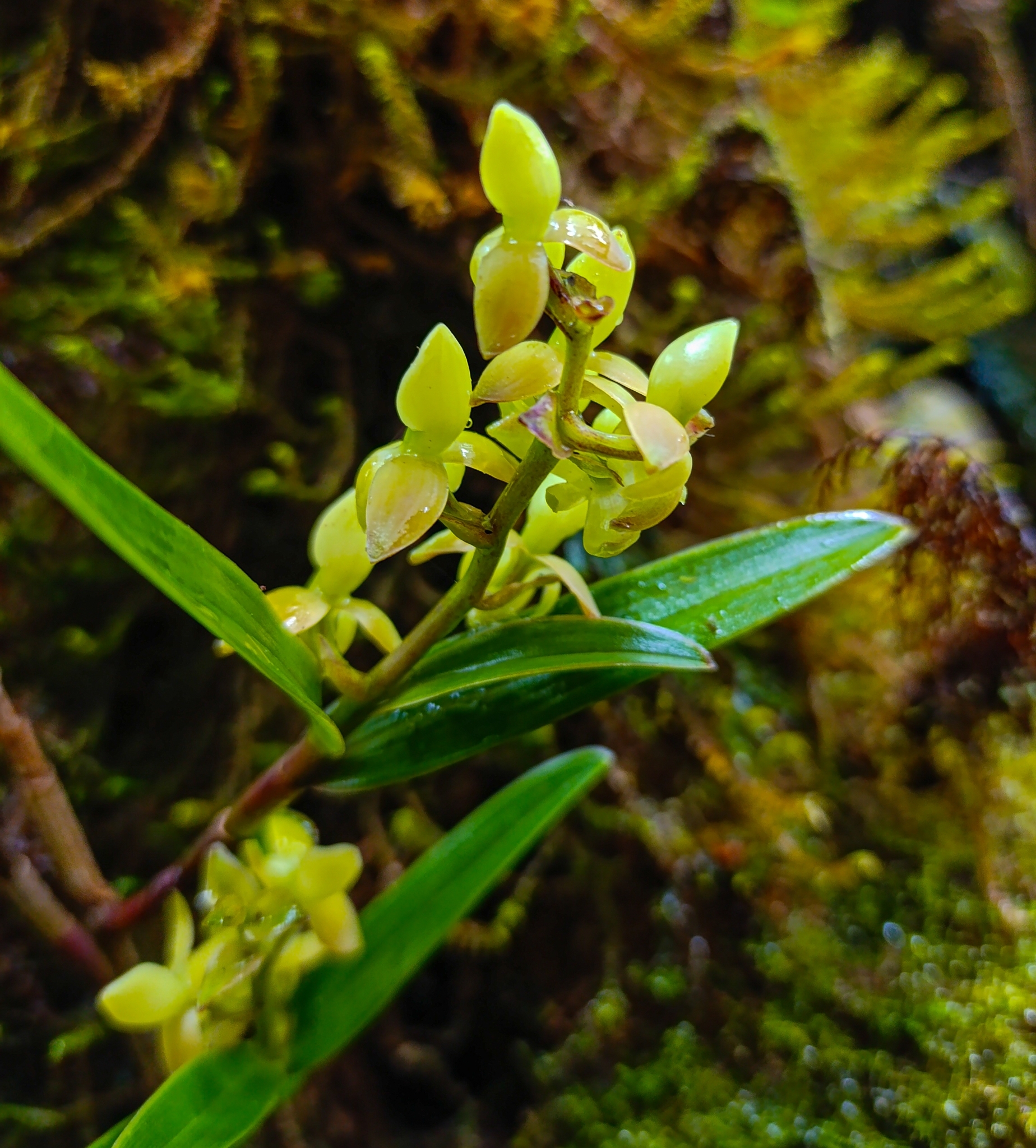 Epidendrum stenobractistachyum Hágsater & E.Santiago 2