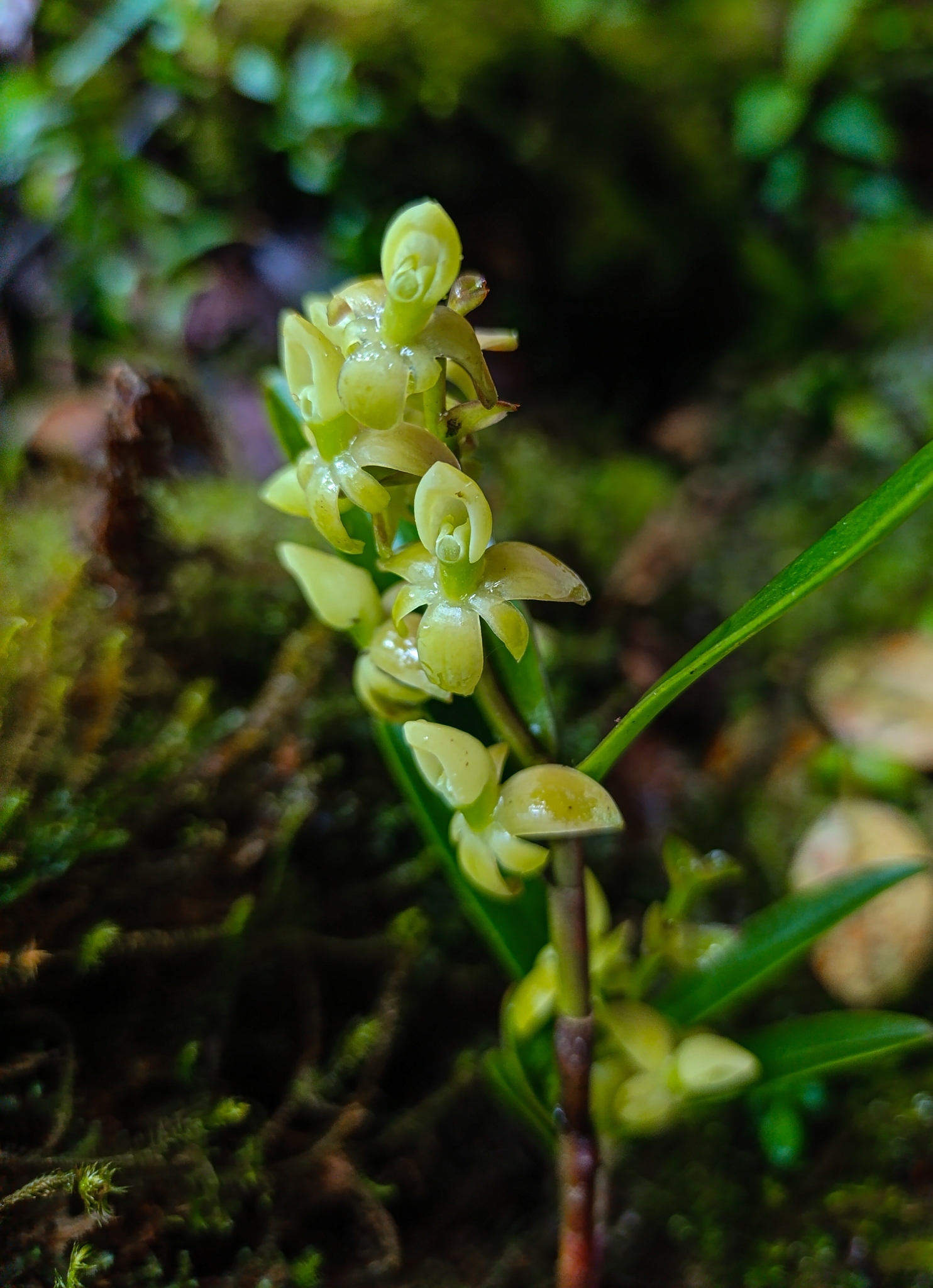 Epidendrum stenobractistachyum Hágsater & E.Santiago 3