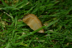 Tandonia sowerbyi