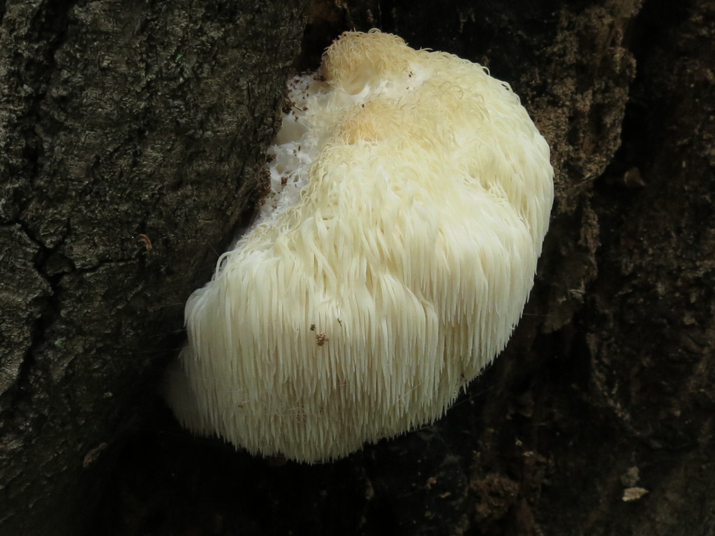 Hericium erinaceus · September 2019 · photo: © repta (iNaturalist, cc-by)