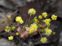 Acacia aculeatissima