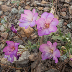 Epilobium siskiyouense