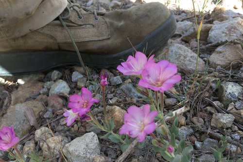 Image of Epilobium siskiyouense by (c) Ryan Elliott, some rights reserved (CC BY)