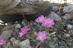 Epilobium siskiyouense