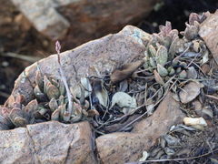 Adromischus umbraticola
