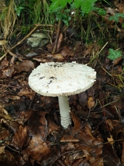 Amanita echinocephala