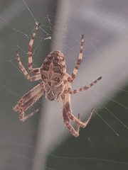 Larinioides sclopetarius
