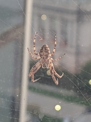 Larinioides sclopetarius