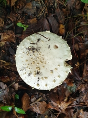 Amanita echinocephala