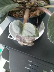 Streptocarpus ionanthus