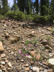 Epilobium siskiyouense