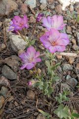 Epilobium siskiyouense
