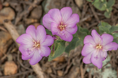 Epilobium siskiyouense