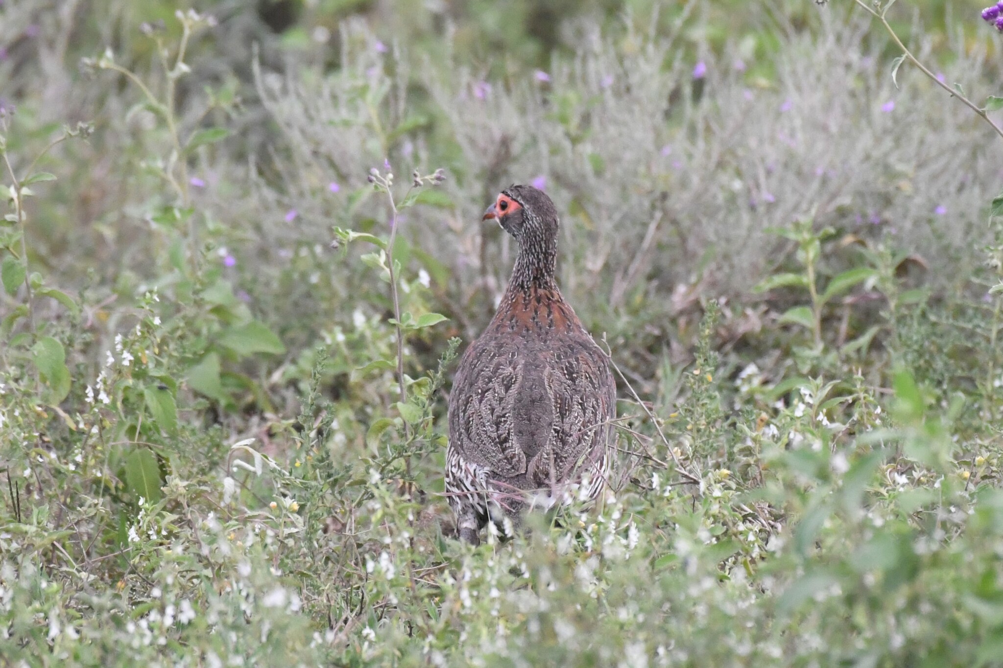 Grey-breasted Spurfowl (Pternistis rufopictus), photo 1