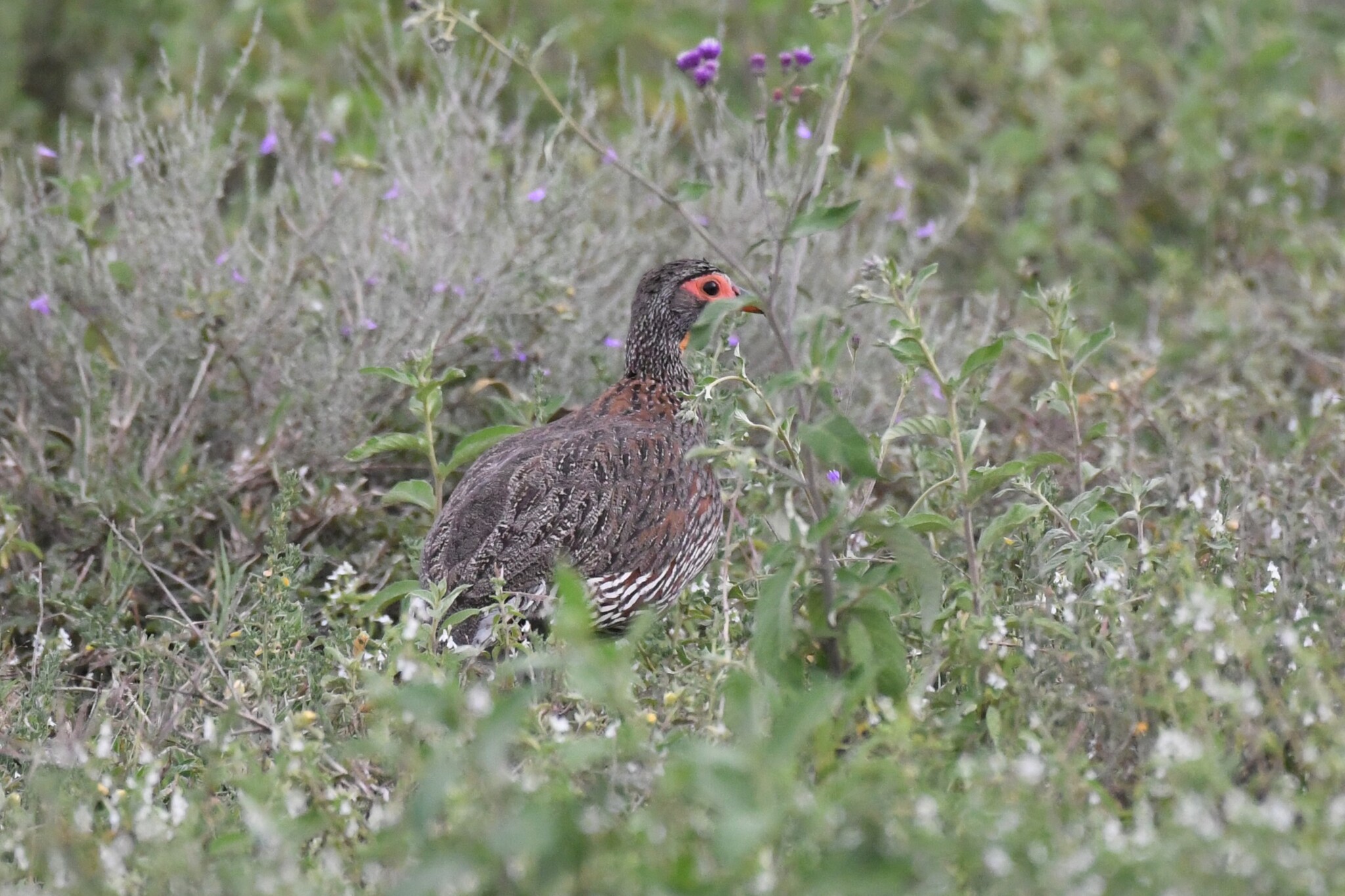 Grey-breasted Spurfowl (Pternistis rufopictus), photo 2