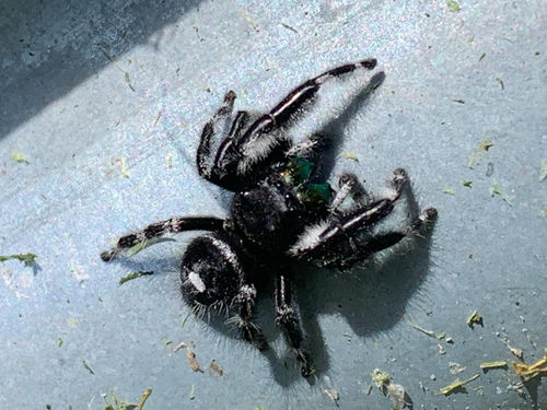 Bold Jumping Spider photographed in South Carolina