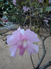 Tabebuia roseoalba