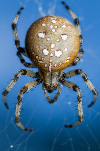 Araneus quadratus