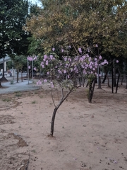 Tabebuia roseoalba