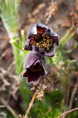 Pulsatilla rubra
