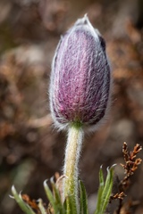 Pulsatilla rubra