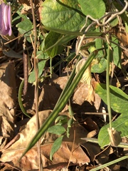 Soft butterfly-pea
