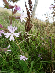 Silene × hampeana