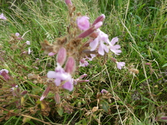 Silene × hampeana