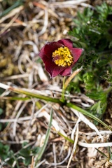 Pulsatilla rubra