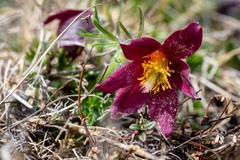 Pulsatilla rubra