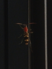 Chlorophorus rubricollis