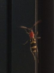 Chlorophorus rubricollis