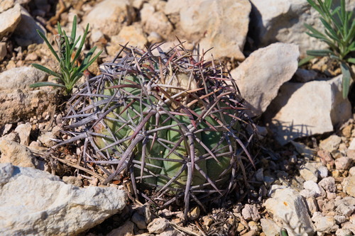 Echinocactus horizonthalonius