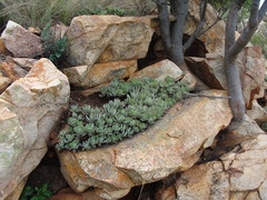 Crassula swaziensis