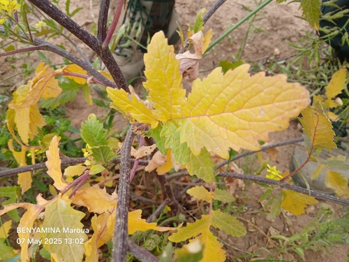 White Mustard