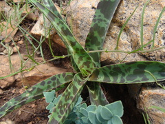Ledebouria luteola